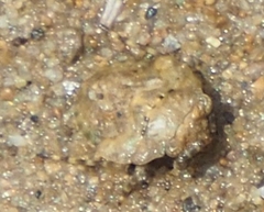 Gelastocoris oculatus