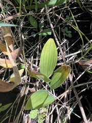 Polygonatum biflorum