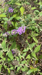 Buddleja davidii