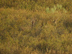 Cervus elaphus elaphus