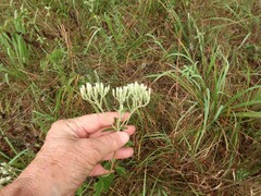 Eupatorium sullivaniae