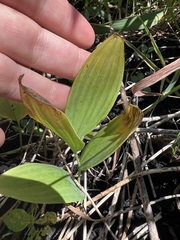 Polygonatum biflorum
