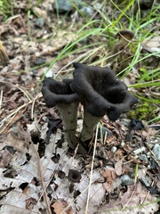 Craterellus