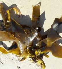 Saccorhiza polyschides