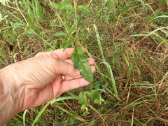 Eupatorium sullivaniae