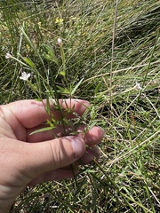 Epilobium leptophyllum