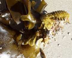 Saccorhiza polyschides