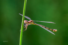 Lestidae