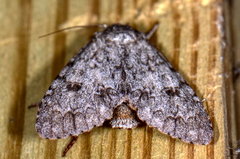 Acronicta rubricoma