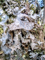 Lecanoromycetes