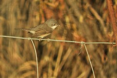 Curruca iberiae