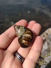 Cipangopaludina chinensis