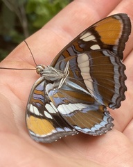 Adelpha californica