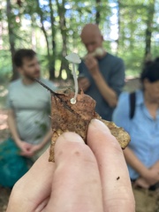 Mycena stylobates