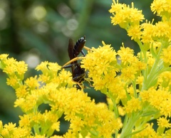 Exetastes suaveolens