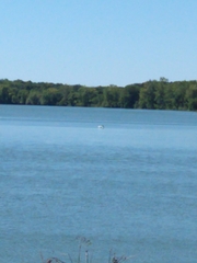 Pelecanus erythrorhynchos