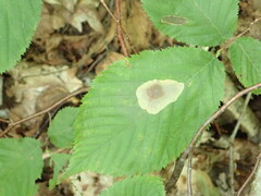 Cameraria corylisella