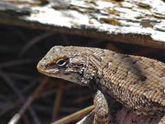 Sceloporus consobrinus