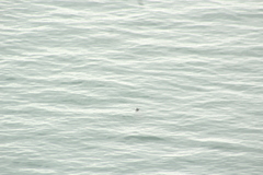 Phoca vitulina vitulina