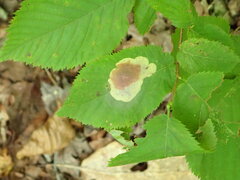 Cameraria corylisella