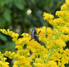 Exetastes suaveolens