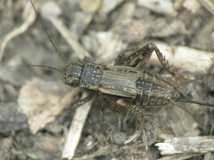 Allonemobius fasciatus
