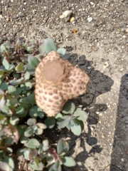 Chlorophyllum rhacodes