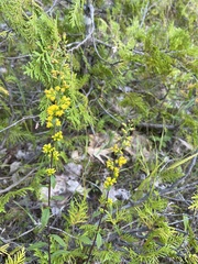 Solidago hispida