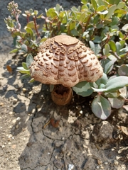 Chlorophyllum rhacodes