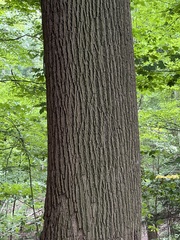 Liriodendron tulipifera