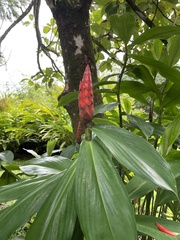 Costus