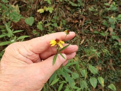 Coreopsis tripteris