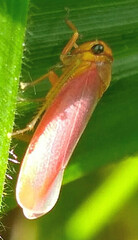 Flatidae