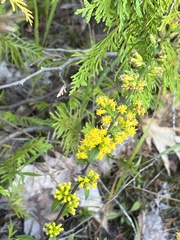 Solidago hispida