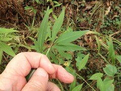 Coreopsis tripteris