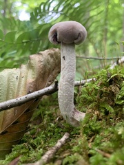 Laccaria ochropurpurea