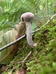 Laccaria ochropurpurea