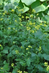 Rhamphospermum arvense