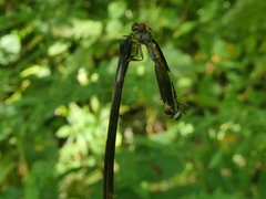 Holcocephala