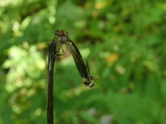 Holcocephala