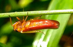 Flatidae