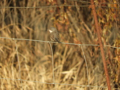 Curruca iberiae