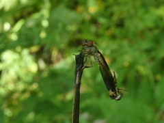 Holcocephala