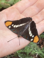 Adelpha californica