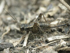 Allonemobius fasciatus