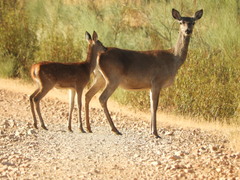 Cervus elaphus elaphus