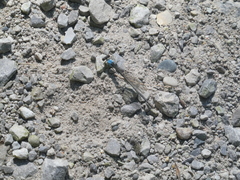 Argia apicalis