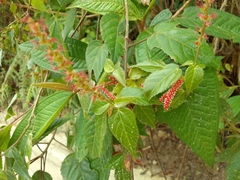 Acalypha phleoides