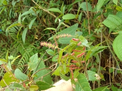 Acalypha phleoides