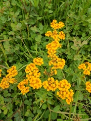 Tagetes lucida